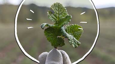 Nutrilite Traceability